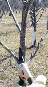 Very tolerant of wet soil; Community Orchard Gardens Independence Ia