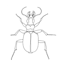 Black And White Insect Photos Beetle Print Bug Beetle Black And White Print Insect Print Beetle Drawing Wall Art Decor Illustration Beetle Art Black And White Wall Art Line Drawing