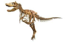 dinosaurs wonders from the gobi desert museums in tokyo