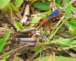 In this video, i will show you how to get rid of bugs in. What Type Of Bug Is In My Lawn Lawn Solutions Australia