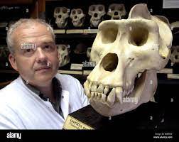 dpa) - Medical doctor Dr. Thomas Koppe shows a gorilla skull from his  monkey skull collection at