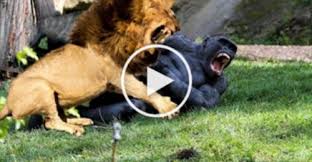 En Guclu Hayvan Hangisi Bu Videoyu Izlemeden Bunu Kestirmek Cok Zor Videosu Izle Video Galerisi Video Haberleri