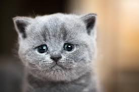 Maybe you would like to learn more about one of these? How To Help Your Cat Deal With Grief