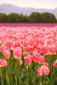 It has been said of the ape. What Could Be More Beautiful Than A Field Full Of Pink Tulips Beautiful Flowers Flowers Flower Garden