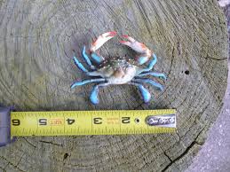 Dad would always bait the crab lines with beef melt or turkey necks. Lifelike Blue Crab Replicas Nautical Crabs Wall Decor