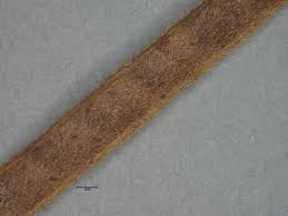 Image result for Tephrosia linearis