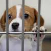 Losing a pet is one of life's hardest events. 1