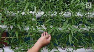 Sedutan dari agrotek, 12 jan 2013.tanaman sistem hidroponik tumbuh dalam larutan air dan nutrisi, tanpa tanah. 7 Cara Menanam Kangkung Hidroponik Mudah Dipraktikkan Di Rumah Hot Liputan6 Com