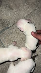 Pitbull pups available for booking #tblk #theblackleashkennel #lahore  #pitbulls #dogsinpakistan #shadbagh #dogsinlahore #doglover #2024