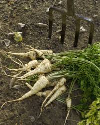Petersilienwurzel Vergessener Schatz Wintergemuse Anbauen Gemusegarten Tipps Wurzelpetersilie