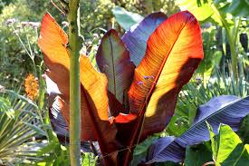 Image result for Ensete ventricosum