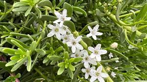 Image result for Myoporum
