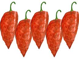 The species is native to central america. Seeds Bulbs Vegetable Chilli Facing Heaven Large 19 Finest Seeds Pepper Other Seeds Bulbs