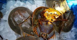 Belangkas merupakan sejenis haiwan yang hidup di laut masin dan juga sedikit kawasanpaya air tawar. Satu Tahun Penjara Buat Penyelundup Ribuan Belangkas Mongabay Co Id