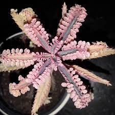 Varigated Kalanchoe Pink Butterflies Varigated Pink Mother Of Thousands Varigated Houghton S Hybrid Live Succul Pink Butterfly Planting Succulents Succulents