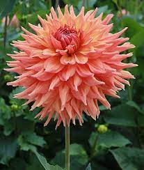 Pin On Wish List For Next Year S Garden