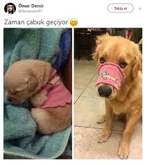 Anlamli Dusundurucu Eglenceli Guzel Komik Konusan Resimler Konusan Resimler Www Kizlarinsi Hayvan Fikralari Hayvan Viralleri Komik Hayvan Alintilari