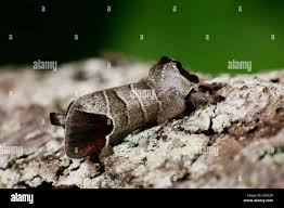 Image result for Clostera curtula