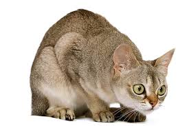 Learn what cat sneezing, coughing or runny nose could mean from bluepearl vet specialists and what to do about it. Cat Coughing Causes And Treatment We Re All About Cats