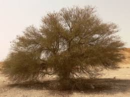 Image result for Acacia gerrardii
