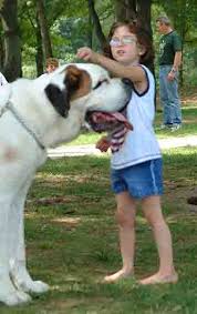 Advice on adopting a dog or puppy. Animals For Life Animal Pet Rescue Woodbury Ct Connecticut Animal Shelter Pet Adoption Cats Dogs Dog Walkathon