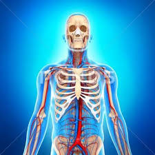 Study anatomy muscle upper body using smart web & mobile flashcards created by top students, teachers, and professors. Upper Body Anatomy Artwork Stock Images Page Everypixel