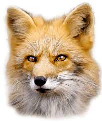 Pin By Dlpng On Fox Png Fox Animals Png