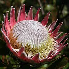 Pin On Floral Id Lists
