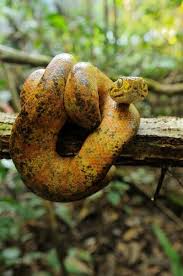 Amazon Tree Boa Reptile Snakes Beautiful Snakes Reptiles And Amphibians