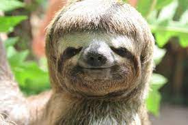 Pin By Starlingale Shelton On Creatures Great And Small Cute Baby Sloths Funny Animal Images Smiling Sloth