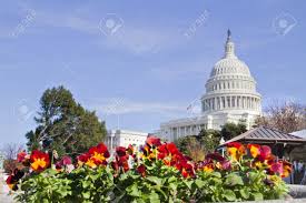 Maybe you would like to learn more about one of these? Us Capitol Building With Flowers Washington Dc Stock Photo Picture And Royalty Free Image Image 11419868