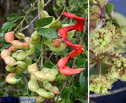 Image result for Pithecellobium dulce