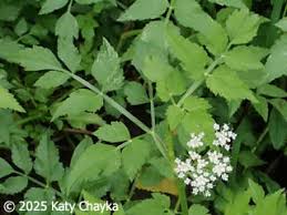 Image result for Oenanthe