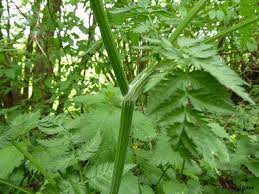 Loewb wie für die meisten kerbelarten vorkommt, beruht auf seiner ähnlichkeit mit den einzelnen arten des kerbels (vgl. Anthriscus Spec Kerbel Arten Herbarium Von Ingrids Webseite