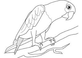 Malvorlagen Papagei Kostenlos Tiere Animal Freeprintables Ausmalbilder Papagei Ausmalbilder Malvorlagen Tiere