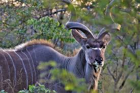 Here are 15 south african animals you should have heard about. Kudu 1080p 2k 4k 5k Hd Wallpapers Free Download Wallpaper Flare