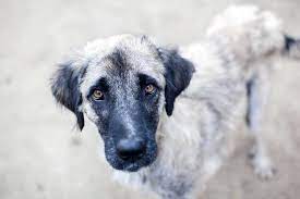 Für eddy ein schock der ! Patenschaft Fur Einen Hund In Not Ubernehmen Hunderettung Europa E V