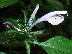 Image result for Isoglossa milanjiensis