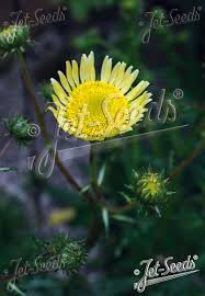 Image result for Berkheya radula