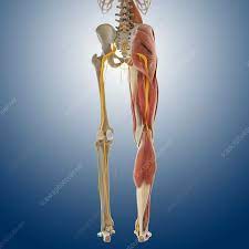 The image is available for download in high resolution quality up to 4130x3098. Lower Body Anatomy Artwork Stock Image C014 5581 Science Photo Library