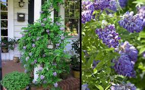 May 06, 2021 · the american wisteria cultivar 'amethyst falls' is one of the most popular ornamental wisteria plants. Buy Amethyst Falls Wisteria Vine Free Shipping For Sale From Wilson Bros Gardens Online