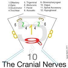 Now she's got the career she always wanted and has drawn these pictures exclusively for guardian readers to enjoy. Drawing Of The Face And Cranial Nerves 1000 Images About Nursing Cranial Nerves On Pinterest Study Dental Hygiene School Cranial Nerves Nurse
