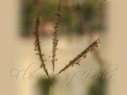 Image result for Dichanthium