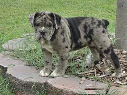 Ethically bred french bulldog puppies for sale. Beautiful Blue Merle Olde English Bulldog For Sale In Lexington Park Maryland Classified Americanlisted Com