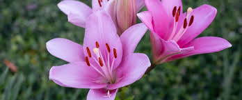 Bringe calla lilien zum blühen. Lilien Optimal Pflegen Richtiggut De