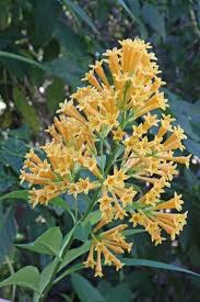 Image result for Cestrum
