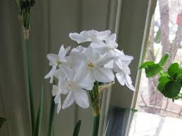 For Fragrance Free Yes Stinky Odor Free Paperwhites Narcissus Chose A Variety Called Winter Sun Bulbs Garden Design Garden Bulbs Garden Design