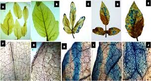 Regional operations manager at leaf fintech jodhpur. Structural And Functional Dissection Of Differentially Expressed Tomato Wrky Transcripts In Host Defense Response Against The Vascular Wilt Pathogen Fusarium Oxysporum F Sp Lycopersici Abstract Europe Pmc