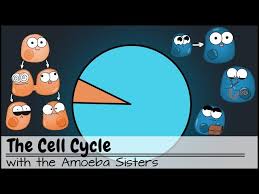 Immune System Litetube