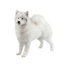 Samoyed Dog Breed Profile Purina